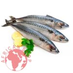 MACKEREL FISH 25KG CARTON